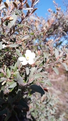 Xerochlamys undulata