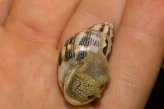 Drymaeus papyrifactus