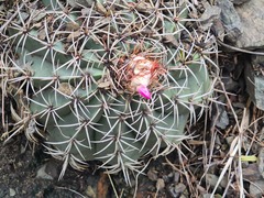 Melocactus curvispinus