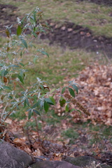 Buddleja davidii