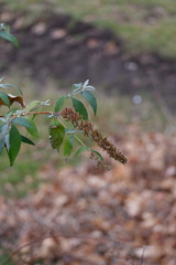 Buddleja davidii