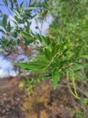 Mundulea