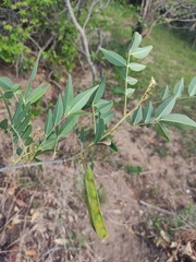 Mundulea