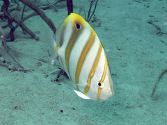 Parachaetodon ocellatus