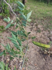 Mundulea