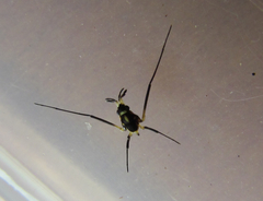 Rheumatobates minutus