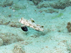 Signigobius biocellatus