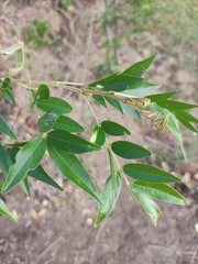 Mundulea