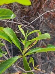 Tetracera