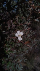 Xerochlamys undulata