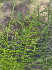 Asparagus vaginellatus