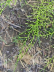 Asparagus vaginellatus