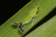 Pseudomacrocorupha wagneri
