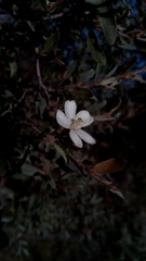 Xerochlamys undulata