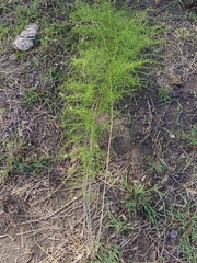 Asparagus vaginellatus