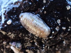 Ischnochiton variegatus