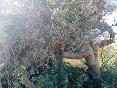 Bursera exequielii