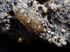 Sphaeromatoidea