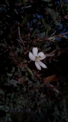 Xerochlamys undulata