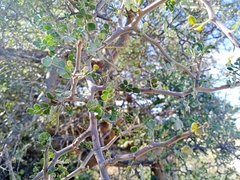 Bursera exequielii
