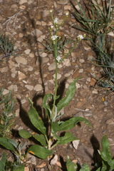 Eriogonum lonchophyllum