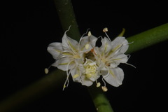 Eriogonum lonchophyllum