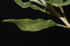 Eriogonum lonchophyllum