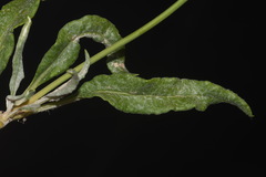Eriogonum lonchophyllum