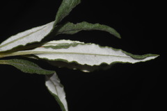 Eriogonum lonchophyllum