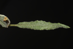 Eriogonum lonchophyllum