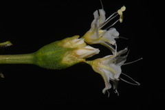 Eriogonum lonchophyllum