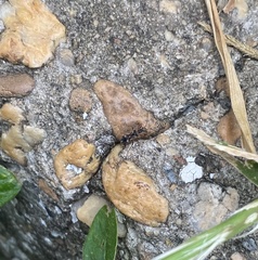 Pseudopachybrachius vinctus