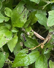 Pseudopachybrachius vinctus