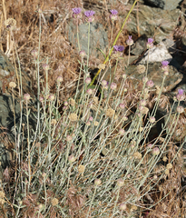 Monardella linoides sierrae