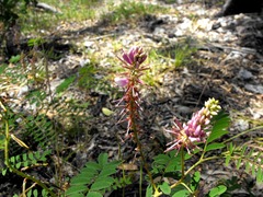 Indigofera tinctoria