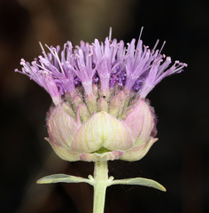 Monardella linoides sierrae