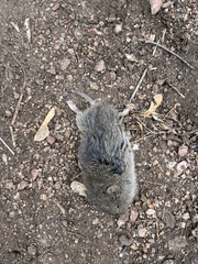 Microtus mexicanus