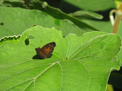 Anthanassa atronia