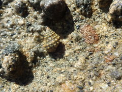 Cenchritis muricatus