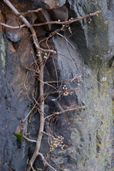 Toxicodendron radicans