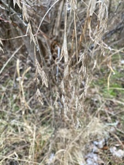 Bromus nottowayanus