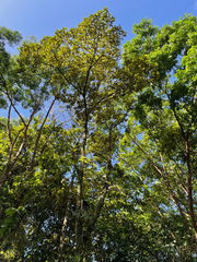 Hampea appendiculata