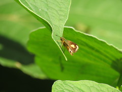 Dalla