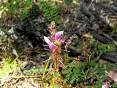 Indigofera tinctoria