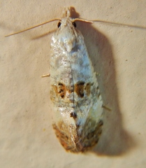Cochylichroa arthuri