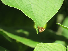 Dalla