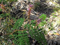 Indigofera tinctoria
