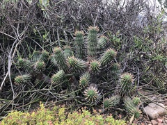 Euphorbia ferox