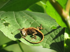 Anolis laeviventris