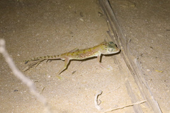 Stenodactylus doriae